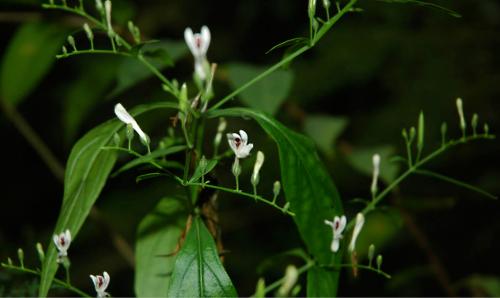 Травяной сбор для похудения. Травы и сборы, эффективно способствующие похудению 08 Травяной сбор для похудения. Травы и сборы, эффективно способствующие похудению 08