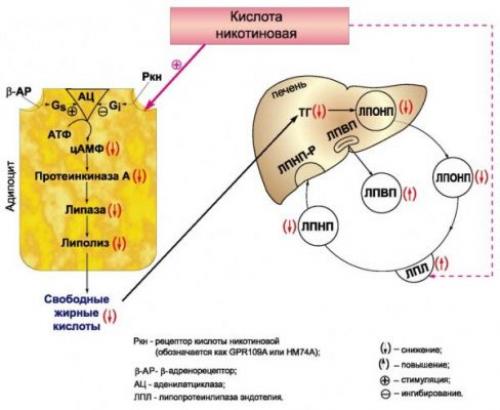 Никотиновая кислота для похудения, как принимать. Можно ли похудеть при помощи никотиновой кислоты?