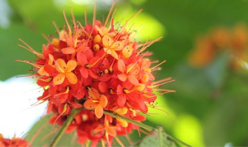 Травяной сбор для похудения. Травы и сборы, эффективно способствующие похудению 06 Травяной сбор для похудения. Травы и сборы, эффективно способствующие похудению 06