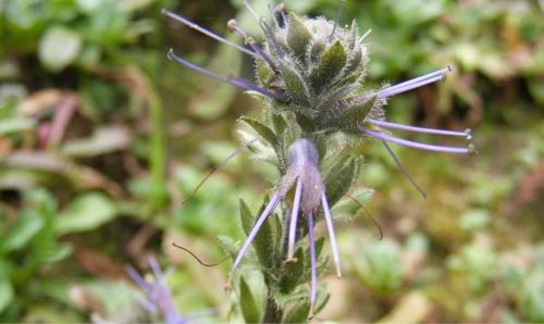Травяной сбор для похудения. Травы и сборы, эффективно способствующие похудению 10 Травяной сбор для похудения. Травы и сборы, эффективно способствующие похудению 10