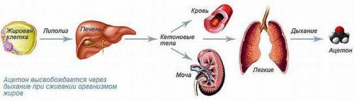 Выход из 7 дневного голодания по малахову. Эффективно ли голодание по методу Малахова?