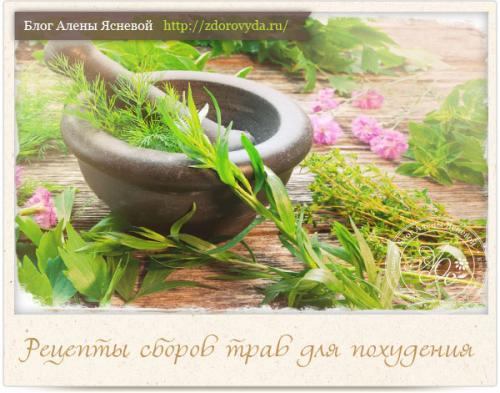 Эффективный травяной сбор для похудения. Как составить сборы трав для похудения правильно и безопасно?