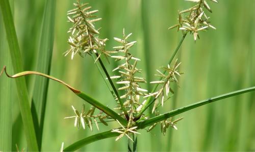 Травяной сбор для похудения. Травы и сборы, эффективно способствующие похудению 12 Травяной сбор для похудения. Травы и сборы, эффективно способствующие похудению 12