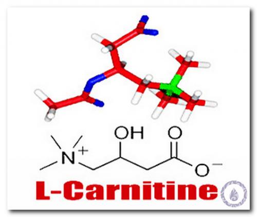 L carnitine для похудения. Отзывы на L-Карнитин для похудения 02