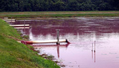 Вред вегетарианства для экологии. Прямая связь между вегетарианством и экологией.