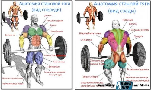 Становая тяга. Преимущества упражнения: