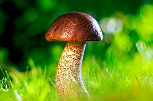 Продукты с низким содержанием белка. 7 продуктов, в которых белка больше, чем в мясе и молоке