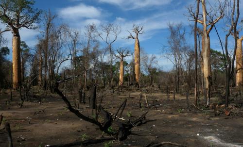 Вред вегетарианства для экологии. Прямая связь между вегетарианством и экологией.