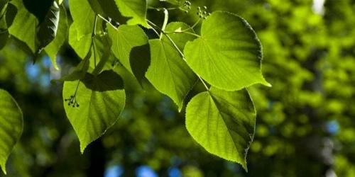 Липы цветки для похудения. Как принимать липу для похудения