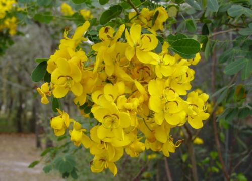 Турбослим чай инструкция по применению. Состав 03 Турбослим чай инструкция по применению. Состав 03