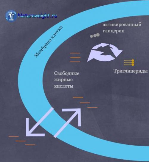 Углеводы белки Жиры для похудения. Роль в похудении 03