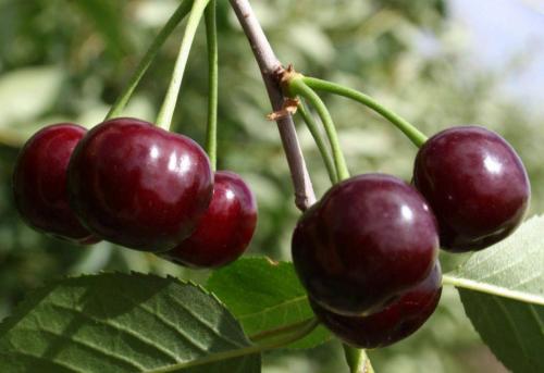 Турбослим чай инструкция по применению. Состав 05 Турбослим чай инструкция по применению. Состав 05