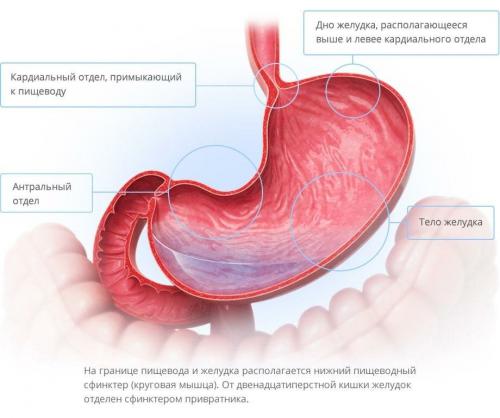 Постоянно хочется кушать сосет желудок. “Сосет под ложечкой”: причины