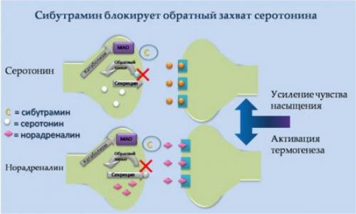 Таблетки с сибутрамином для похудения. Описание и принцип действия сибутрамина