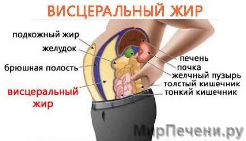 Ожирение внутренних органов название. Влияние ожирения на внутренние органы. Внутреннее ожирение
