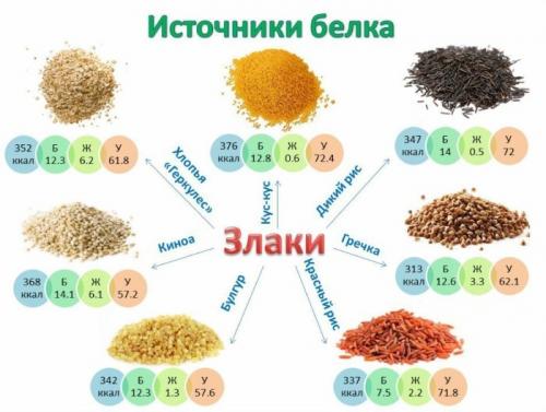 В каких продуктах много белка 100 . Продукты растительного происхождения
