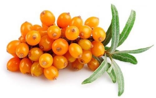 Можно ли мазать волосы облепиховым маслом. Дешёвое средство от выпадения волос и облысения -облепиховое масло