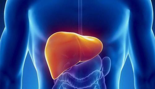 Как почистить печень. Чистка печени в домашних условиях