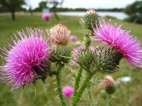 Лечение печени народными средствами расторопша. Расторопша для печени