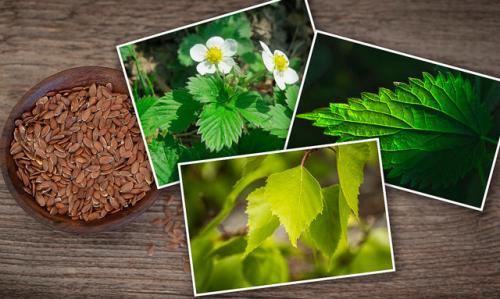 Травяной сбор для почек. Травы при болезни почек