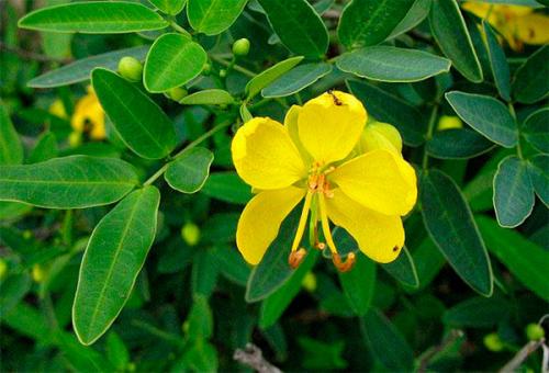 Сенна трава очищение. Мой проверенный рецепт очищения кишечника сенной