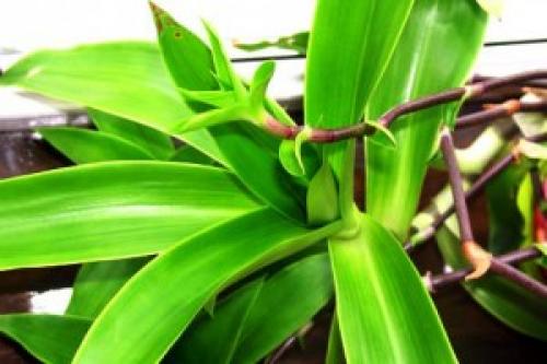 Таблетки от холестерина на травах. Какие травы снижают холестерин и рецепты с ними