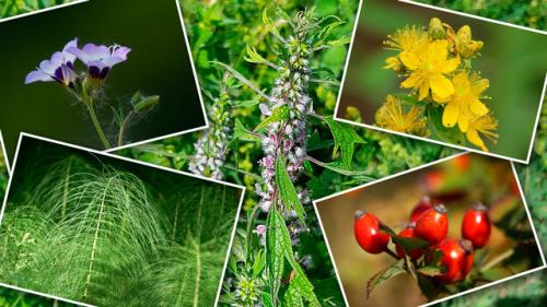 Травяной сбор для почек. Травы при болезни почек