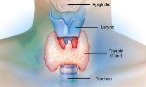 Можно ли при гипотиреозе похудеть. В-пятых — закрепите успех аэробными нагрузками 01 Можно ли при гипотиреозе похудеть. В-пятых — закрепите успех аэробными нагрузками 01