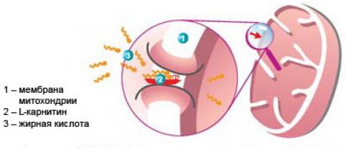 Л карнитин для похудения, какой лучше. Функции л-карнитина 01 Л карнитин для похудения, какой лучше. Функции л-карнитина 01