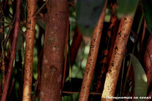 Полезные свойства корицы. Корица - польза и вред, полезные свойства и противопоказания
