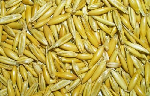 Чем полезен овес. Чем полезен овёс