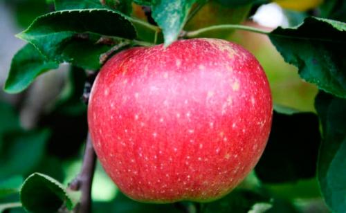 Продукты для быстрого жиросжигания. 15 удивительных продуктов, сжигающих жиры для быстрого похудения