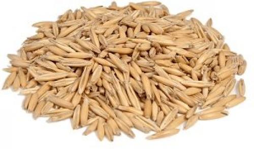 Овёс для печени форум. Настой овса для снижения веса и очищения организма