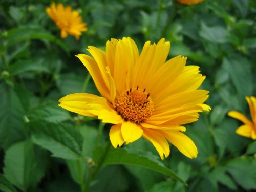 Топинамбур рецепты. Топинамбур - земляная груша