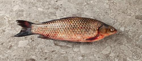 Как похудеть за 10 дней на 20 кг. Похудеть за 10 дней на 10 кг реально! История нашей подписчицы Оксаны