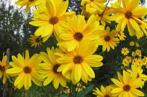 Как употреблять топинамбур для похудения. Снижаем вес на топинамбуре: 3 кг за 5 дней 03 Как употреблять топинамбур для похудения. Снижаем вес на топинамбуре: 3 кг за 5 дней 03