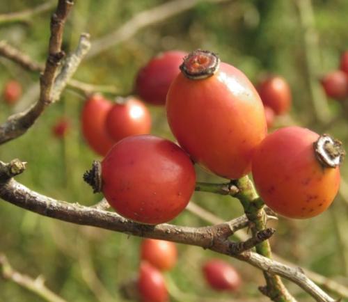 Бородавки на руках причины и лечение в домашних. Причины возникновения бородавок на руках 08 Бородавки на руках причины и лечение в домашних. Причины возникновения бородавок на руках 08