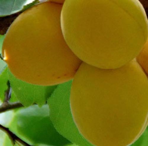 Как избавиться от волос в зоне бикини подростку. День за днем: интимная депиляция дома