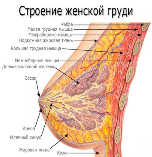 Мастопатия. Что такое мастопатия молочных желез?