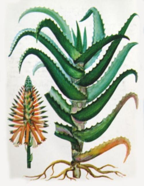 Схема алоэ. Алоэ древовидное (Aloe arborescens). Алоэ древовидное Фармакогнозия. Листья алоэ древовидного.