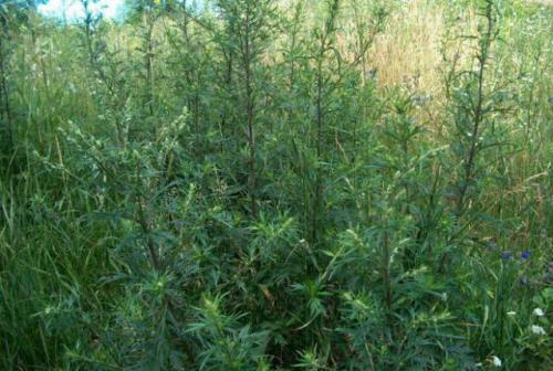 Лечение полынью газета бабушка. Полынотерапия (статья из газеты "Бабушка")