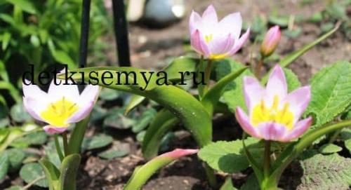 Стихотворение про маму до слез. Стихи о маме для детей школьников