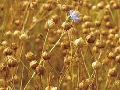 Семена льна залить водой на ночь. Чем полезны семена льна