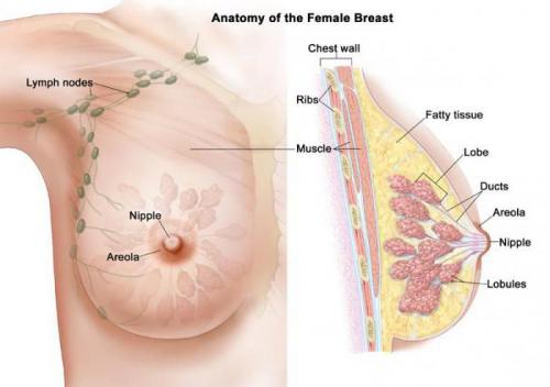 Сухие соски. Почему шелушатся соски? Как с этим бороться? 04