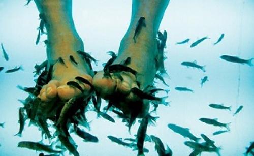 Как называются рыбки которые чистят ноги. Пилинг ног рыбками