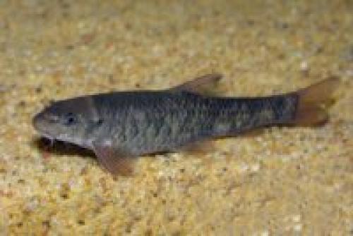 Рыбки для пилинга ног, как называются. Что такое фиш-пилинг 04