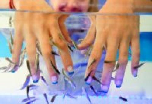 Рыбки для пилинга ног, как называются. Что такое фиш-пилинг 05