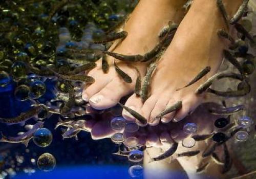 Рыбки для маникюра. Педикюр рыбками