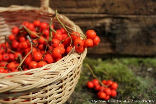 Мед с рябиной красной. Особенности и полезные качества 02 Мед с рябиной красной. Особенности и полезные качества 02