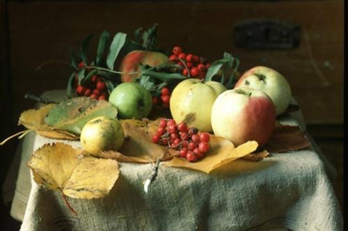 Переработка красной рябины. Что можно приготовить из рябины?